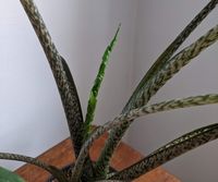 alocasia-brancifolia