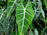 Alocasia micholitziana (green velvet alocasia)