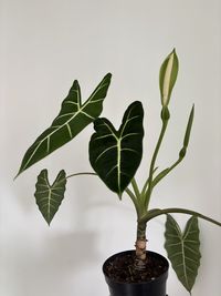 alocasia-micholitziana
