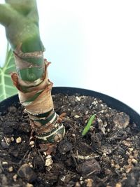 alocasia-micholitziana