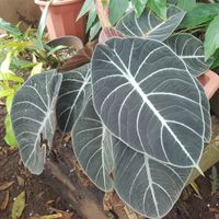 Alocasia reginula (black velvet)