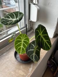 alocasia-reginula