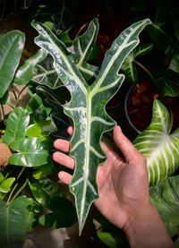 Alocasia sanderiana (kris plant, Sander's alocasia.)