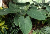 Alocasia wentii (New Guinea shield)