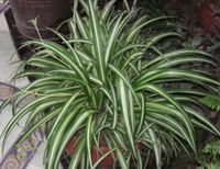 Chlorophytum comosum (spider plant, common spider plant)