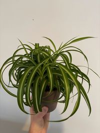 chlorophytum-comosum