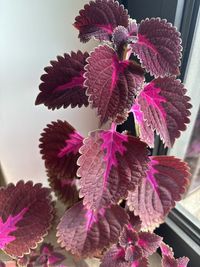 Coleus decurrens