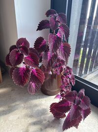 coleus-decurrens