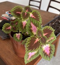 coleus-decurrens