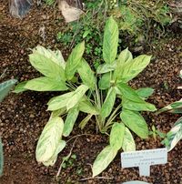 Ctenanthe lubbersiana (bamburanta, ctenanthe)