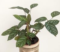 Ctenanthe setosa (never never plant)