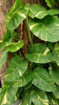 Epipremnum aureum (golden pothos, Ceylon creeper)