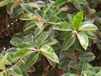 Ficus elastica (rubber fig, rubber bush)