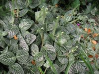 Fittonia albivenis (nerve plant, mosaic plant)