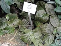 Fittonia gigantea