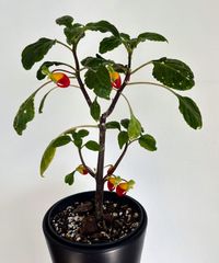 impatiens-niamniamensis