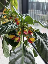impatiens-niamniamensis