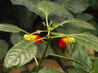 Impatiens niamniamensis (parrot plant)