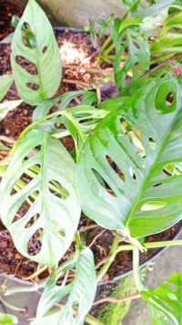 Monstera adansonii (Swiss cheese plant, Adansons's monstera)