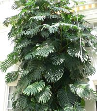Monstera deliciosa (Swiss cheese plant, split-leaf philodendron)