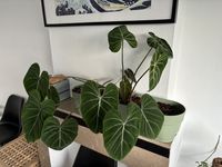 philodendron-gloriosum
