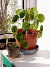 Pilea peperomioides (Chinese money plant, UFO plant)