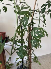 rhaphidophora-tetrasperma