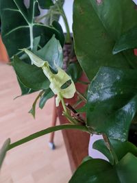 rhaphidophora-tetrasperma