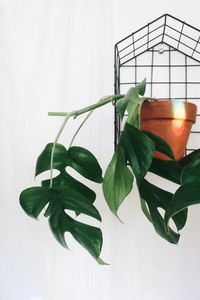 Rhaphidophora tetrasperma (mini monstera, monstera minima)
