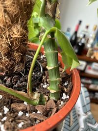 rhaphidophora-tetrasperma