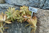 Sedum adolphi (coppertone stonecrop, golden Sedum.)