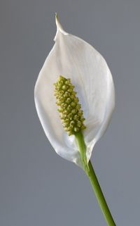 Spathiphyllum wallisii (peace lily, white sails)