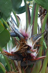 Strelitzia nicolai (wild banana, giant white bird of paradise)