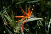 Strelitzia reginae (crane flower, bird of paradise)