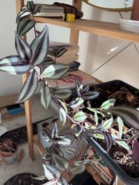 tradescantia-zebrina