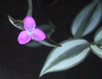 Tradescantia zebrina (silver inch plant, wandering dude)