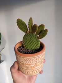 cactus-1